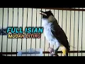 Download Lagu KUTILANG GACOR FULL ISIAN AMPUH UNTUK MASTERAN SEMUA BURUNG KUTILANG