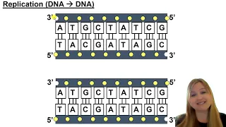 DNA replication mRNA transcription and protein translation walk-through