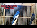Download Lagu Suara Rayuan Burung Kehicap Ranting Jantan||Cocok Untuk Pancingan Burung Bahan❗️❗️❗️
