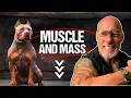 How to Build MUSCLE In a Healthy Way For Your Dog