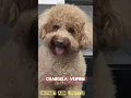 Lagu Chargela veipom#viralshorts #interesting  #viral #dogcomedy #funnydog #entertainment
