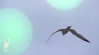 ياطير المهاجر المنشد حسن علامة مناسبة ولادة الرسول الاكرم ص جديد 2016 حصريا360P 