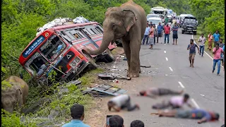 Real Footage: Wild Elephant Smashing Moving Vehicles for Food #elephantattack