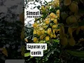 Cassia Antilana #simeut #bungabelalang