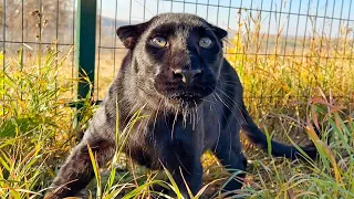 How Luna the panther screams (ENG SUB)