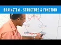 Brainstem Structure and Function Neuroanatomy