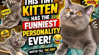 This Tiny Kitten Has The Funniest Personality Ever 😂🐱