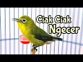 Download Lagu Ciak Ciak Kecial Kuning Terapi Menaikan Birahi Kecial Lain (25/06/20)