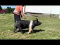 Shipley Swine Hampshire Boar Barrett