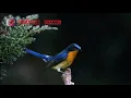 Download Lagu Suara pikat burung tledekan gunung, anis binbin
