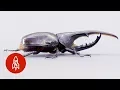 Download Lagu The Small, but Mighty, Hercules Beetle