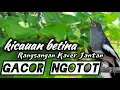 Download Lagu Suara kacer betina memanggil jantan || dalam hitungan detik ikut nyaut