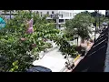 LIVE Downtown DeLand South Woodland Blvd 2026-08-16 1 PM ET