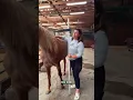 Download Lagu Measuring my mare Ginger to see just how tall this big beautiful girl really is 🐴📏💛