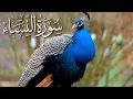Download Lagu Quran Tilawat ,Surah An Nisa-سورۃالنساء Recite by Qari Abdul Rahman Al-Sudais,Islam19160.