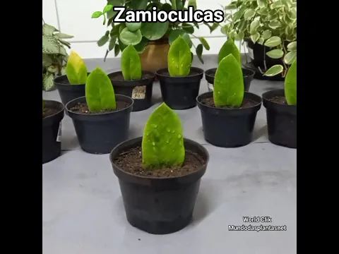 Zamioculcas Como Plantar, O Segredo para Enraizar Zamioculca, Transplante para os vasos, #shorts