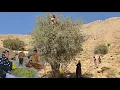 Download Lagu “A Nomadic Family’s Mountain Quest: Harvesting Wild Pears Beneath Whispering Willows”