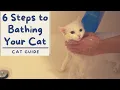 Download Lagu Cara Memandikan Kucing yang Benci Air (Tutorial 6 Langkah) | The Cat Butler
