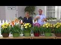 Download Lagu Cottage Farms 10-piece Premium Perpetuals Daylilies on QVC