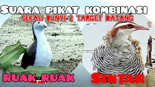 suara pikat kombinasi terbaru sekali bunyi dua target langsung datang sintar dan ruak ruak