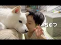 Download Lagu 柴犬が好きすぎて、ほっぺに何度も\
