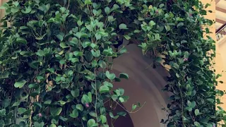 اسرع نبات متسلق يتحمل الحرارة الأيبوميا Ipomea 