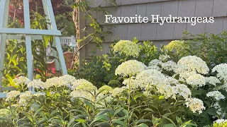 favorite hydrangeas in full bloom june 2026