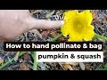 How to identify male female pumpkin squash flowers hand pollinate and bag them