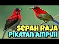Download Lagu SUARA PIKAT SEPAH RAJA , TERBUKTI AMPUH!!!