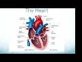 ATI TEAS Exam Cardiovascular System