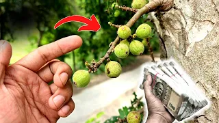 गूलर का पेड़ शुभ होता है या अशुभ? जानिए पूरी सच्चाई | The mysterious benefits of banyan tree