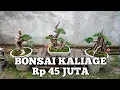 BONSAI HARGA 45 JUTA sancang  SERUT  kaliage koin beringin asam TANAMAN HIAS kelapa mini pohon kecil