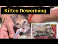Kittens First Deworming How To Deworm Cats And New Kittens Healthy Start For Kittens Tips
