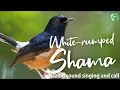 Lagu Amazing White-rumped Shama Bird Song Singing And Chirping