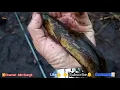 Download Lagu Mancing Rawai Tajur-Thegek.Dapet ikan Tiung,Gabus,Lembat,Belut, Chana Bankanensis/Benong