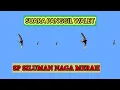 Download Lagu SUARA PANGGIL WALET ‼️ SP SILUMAN NAGA MERAH ⭐MANTAPPP GUYS OKEY