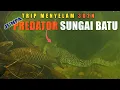 Download Lagu REZEKI MELIMPAH❗DAPAT HASIL 3 BOX IKAN MAHSEER DAN🐊 PREDATOR SUNGAI