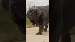 أشرس كلب في العالم بيتبول 