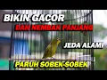 Download Lagu PANCINGAN PLECI TEMBAKAN PANJANG DAN BERVARIASAI , JEDA ALAMI BURUNG