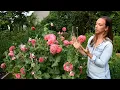 How to Sow Breadseed Poppies Why to Grow Poppies for Cut Flowers Favorite Poppy Varieties