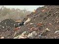 How Does Food Waste Get Composted