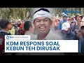 Dedi Mulyadi Beri Tanggapan soal Perusakan Kebun Teh di Pangalengan, Minta Pelaku Ditahan