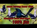 suara pikat burung kacer ribut,kompilasi kacer ribut anti zonk