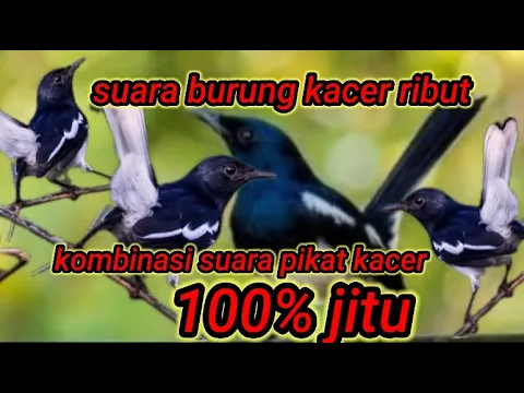 Download MP3 suara pikat burung kacer ribut,kompilasi kacer ribut anti zonk