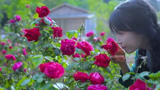 The Life Of Roses Rose Is A Treasure Flower Beautiful Eatable And Full Of Love 丨Liziqi Channel 
