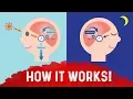 What Is The Pineal Gland - Dr Berg On Melatonin Benefits Serotonin
