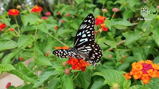 Download INSTRUMENT ROHANI ‼️Untuk memanjakan Mata-Bunga dan Kupu-kupu, Hati-Musik by @LennyAngkirawan MP3