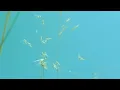 Nils Frahm - Unter (Official Music Video)
