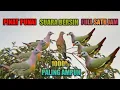 Download Lagu SUARA PIKAT PUNAI PALING AMPUH BETINA DAN JANTAN PASTI LANGSUNG MENDEKAT