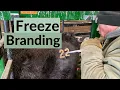 Freeze Branding